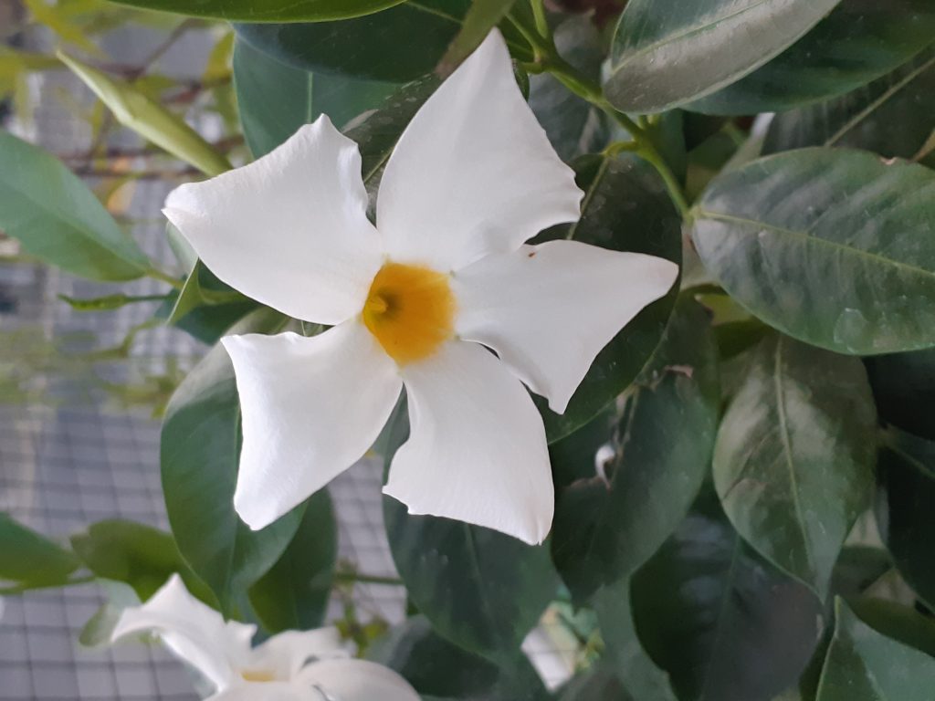 dipladenia