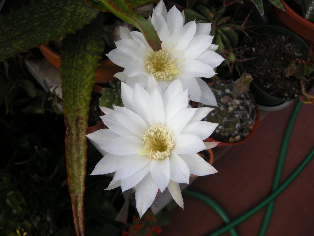 echinopsis