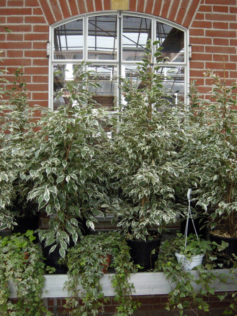 ficus benjamina