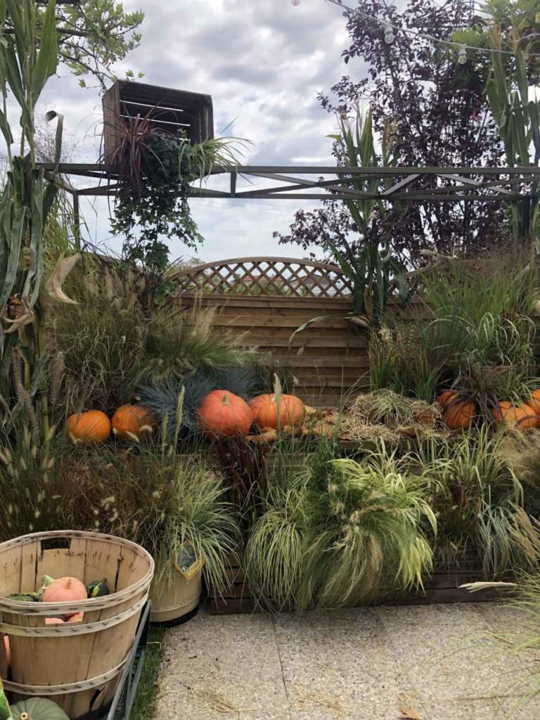 giardino autunno zucche