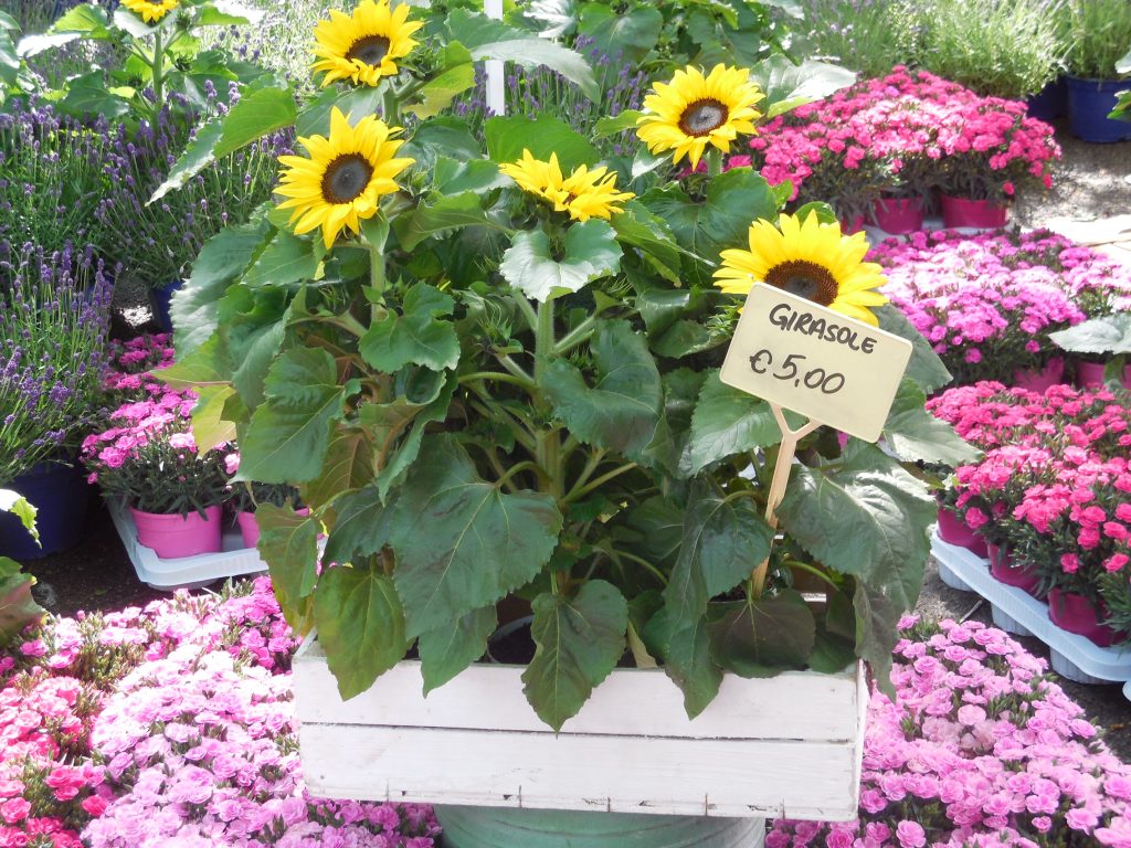 girasole