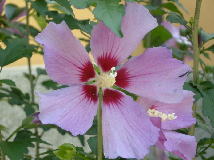 hibiscus_syriacus1