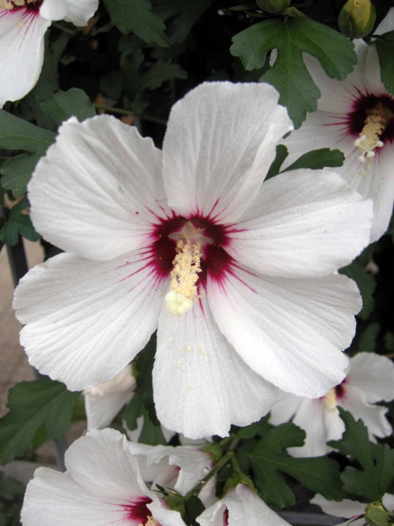 hibiscus_syriacus