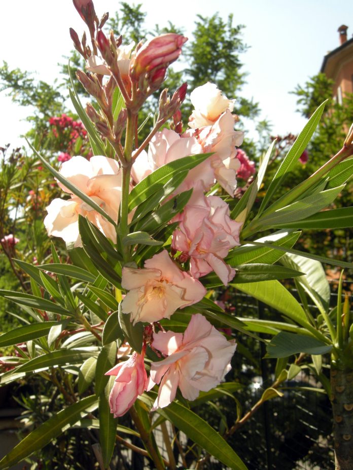 nerium_oleander_f2