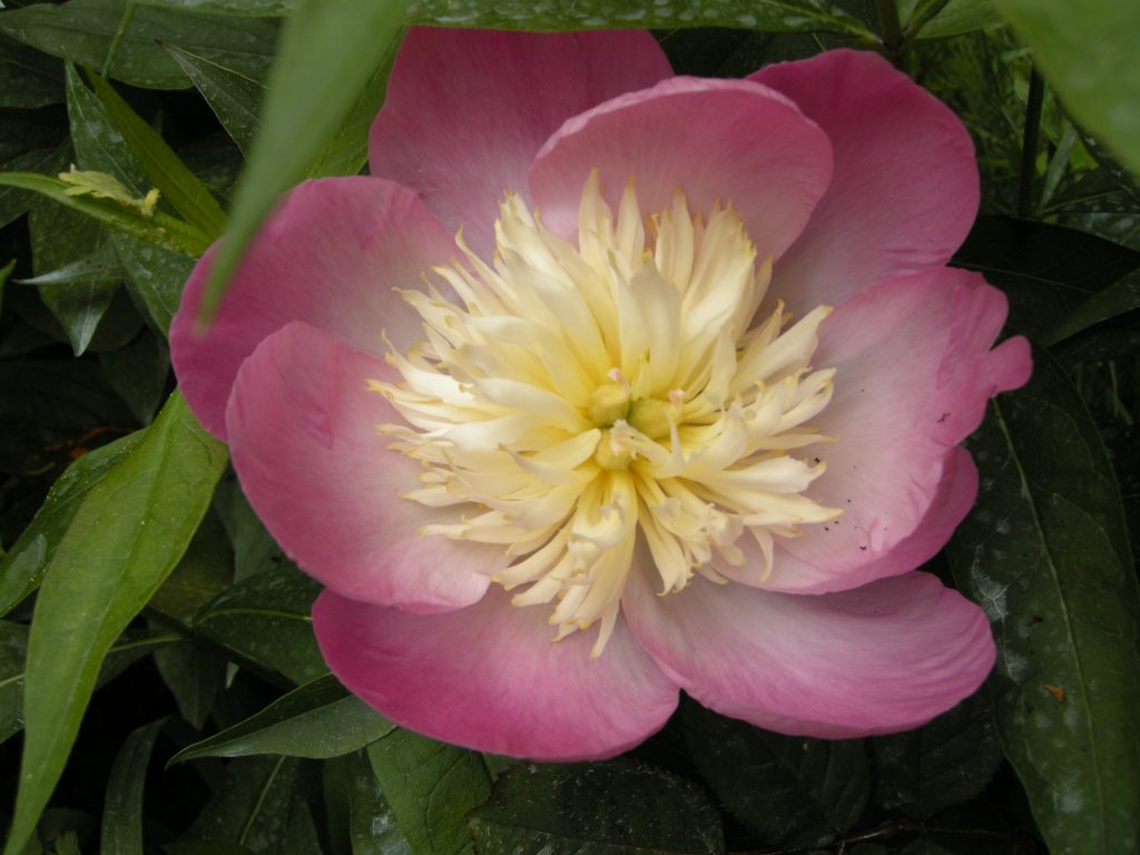 paeonia le charme