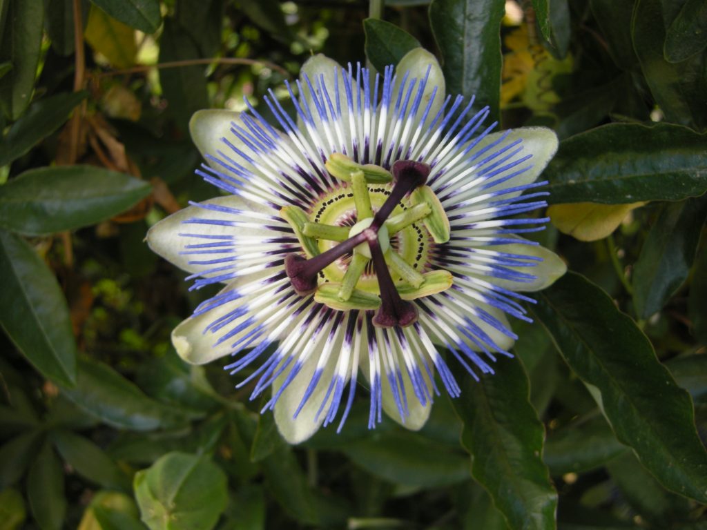 passiflora_coerulea