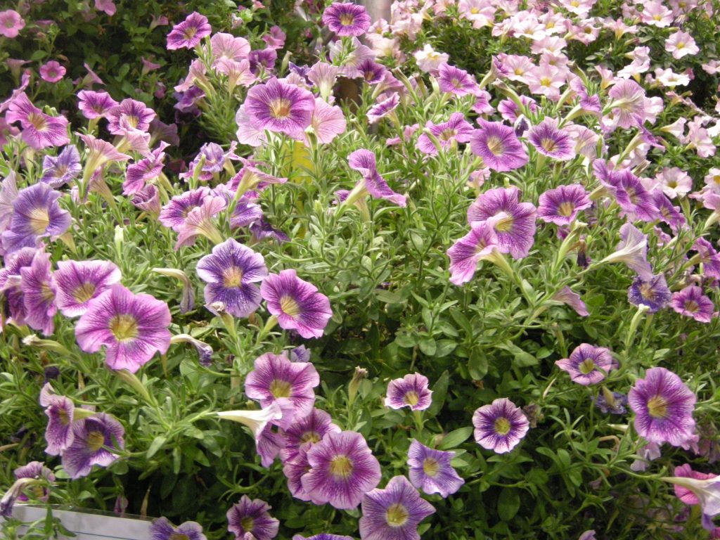 petunia