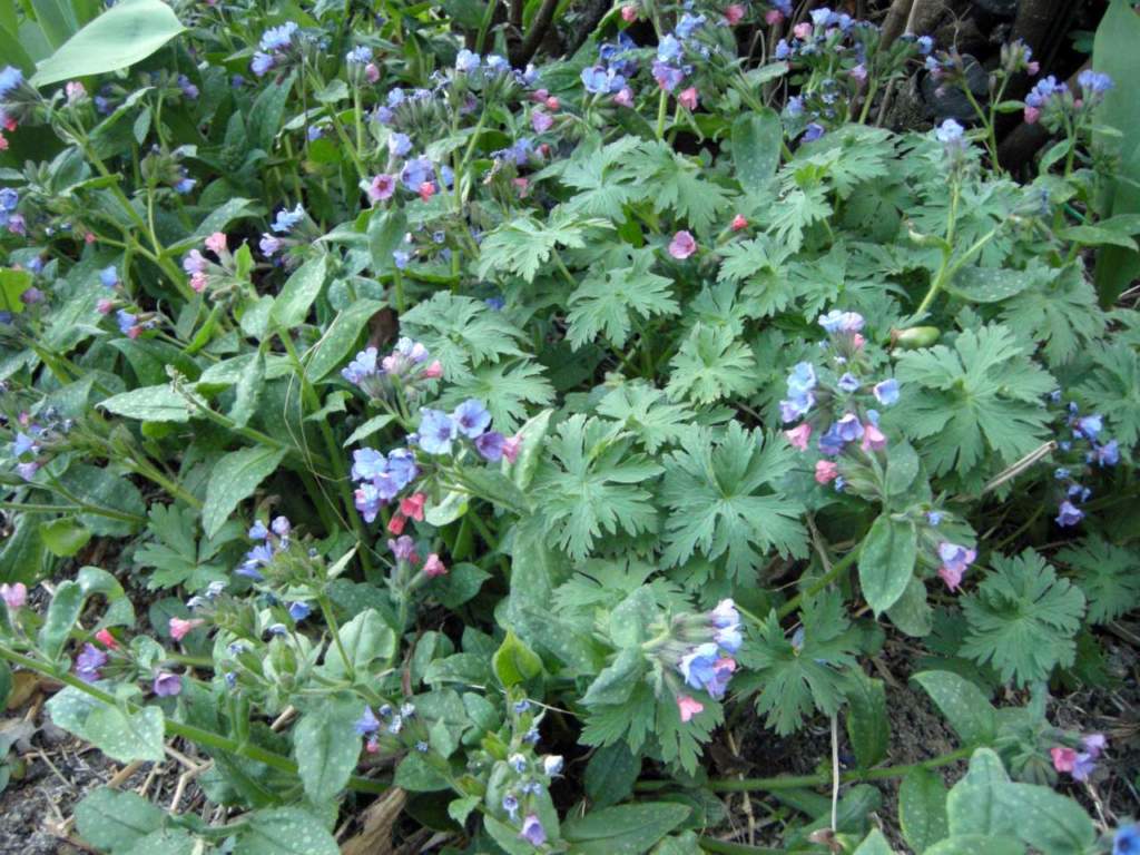 pulmonaria ombra