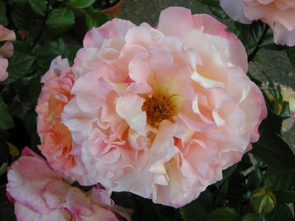 rosa_aquarell