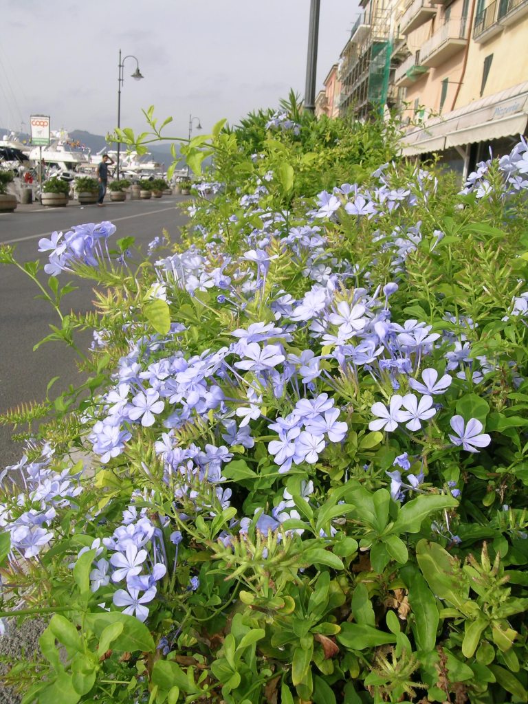 plumbago