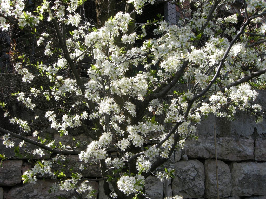 prugno fiorito