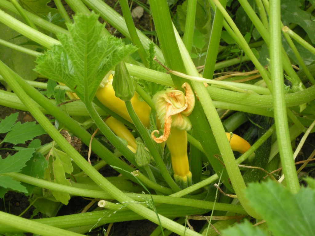 zucchini_gialli