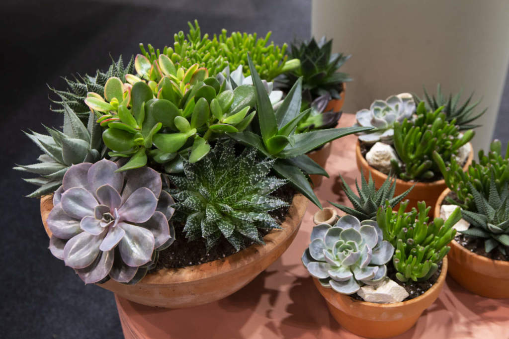 myplant piante grasse