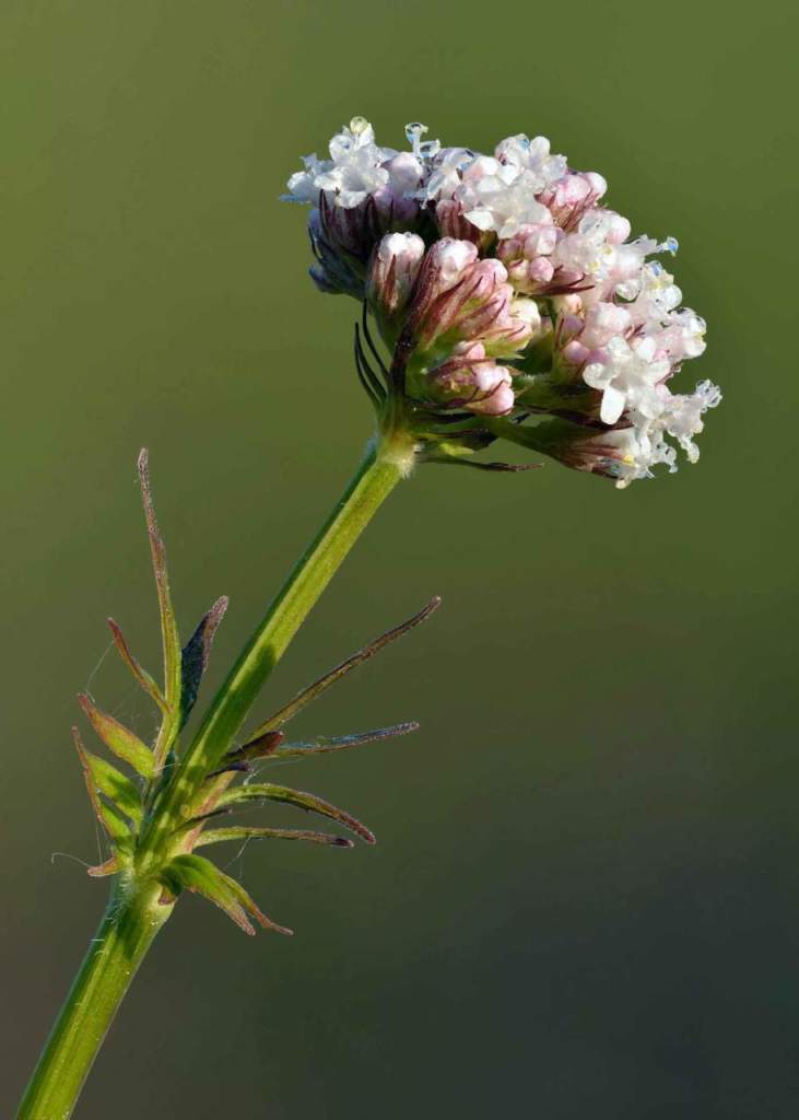 valeriana officinalis