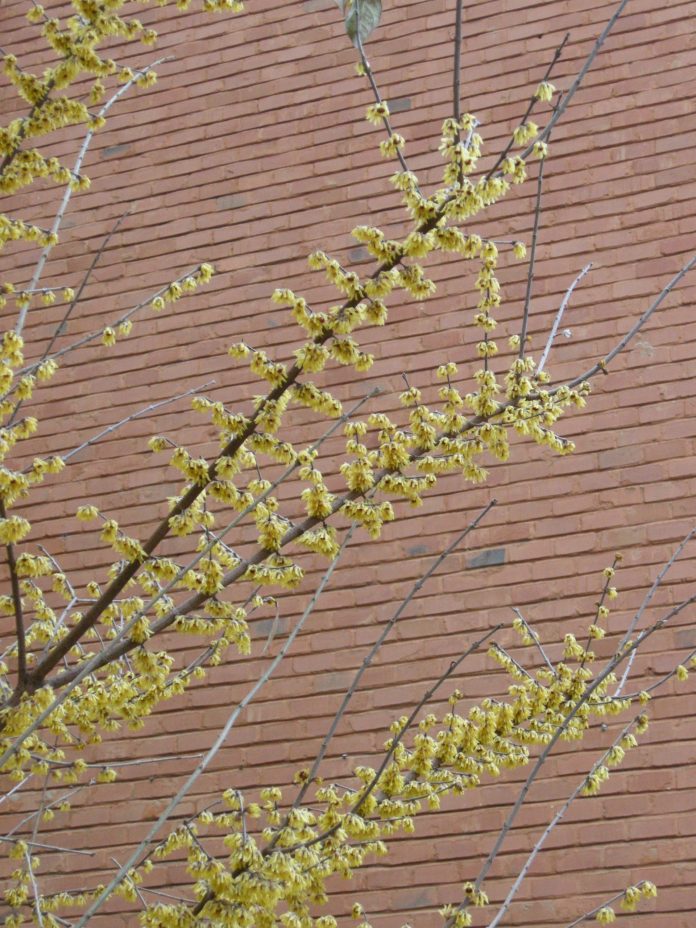 chimonanthus2