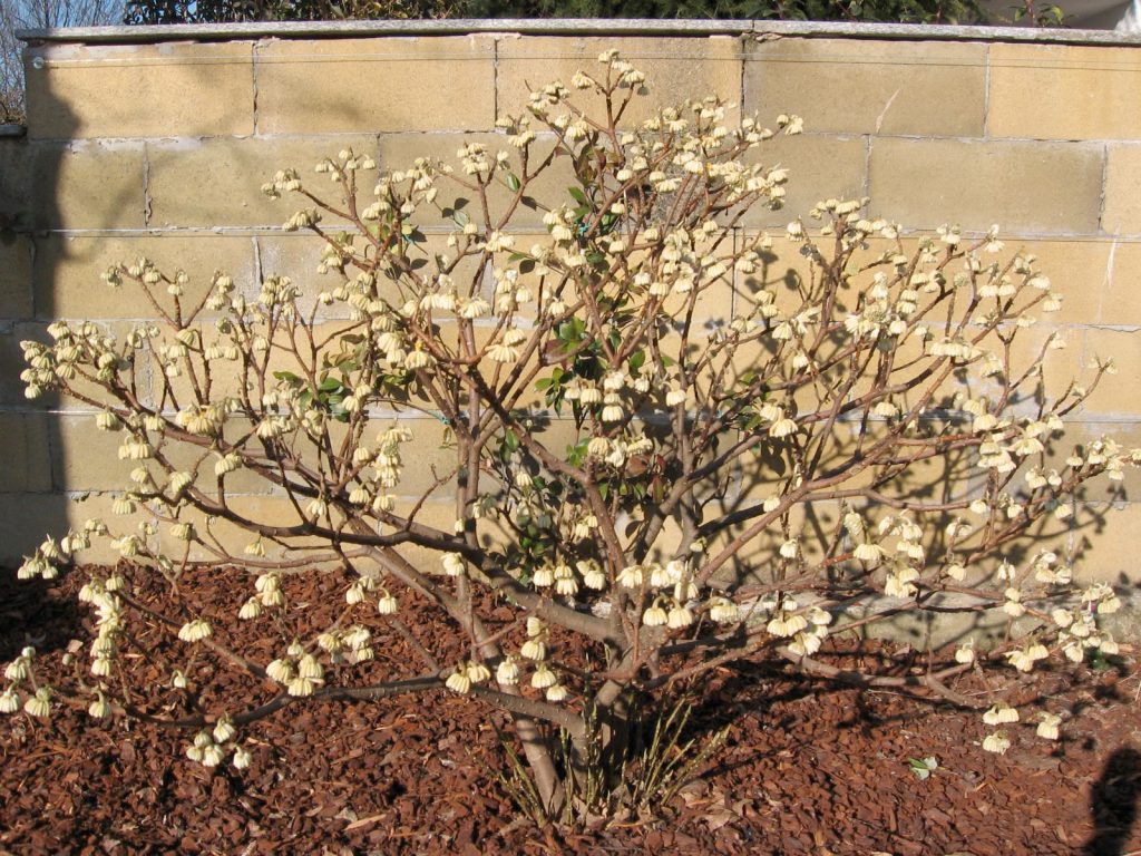 edgeworthia