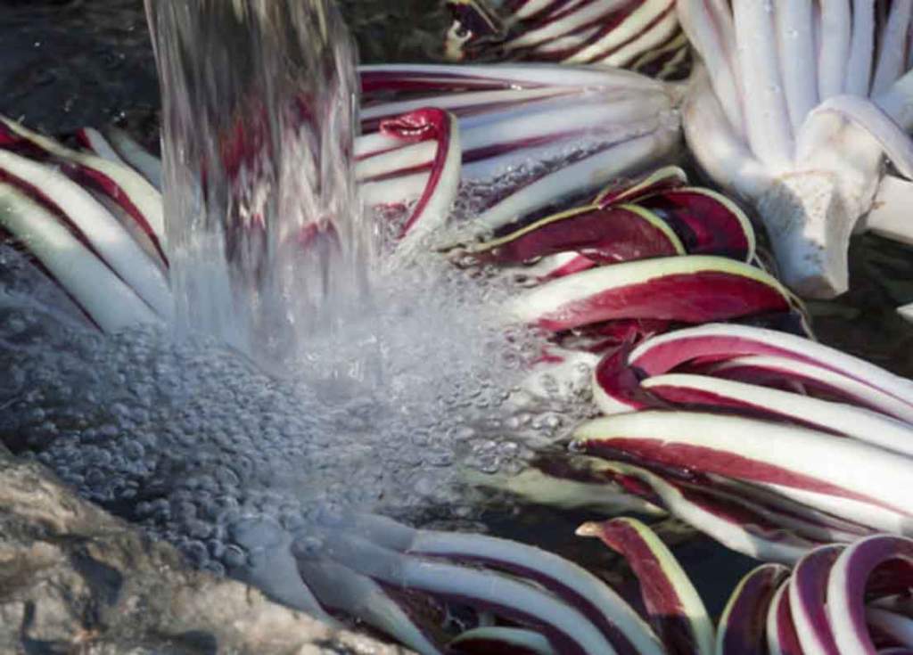 mostra mercato radicchio fiori d'inverno
