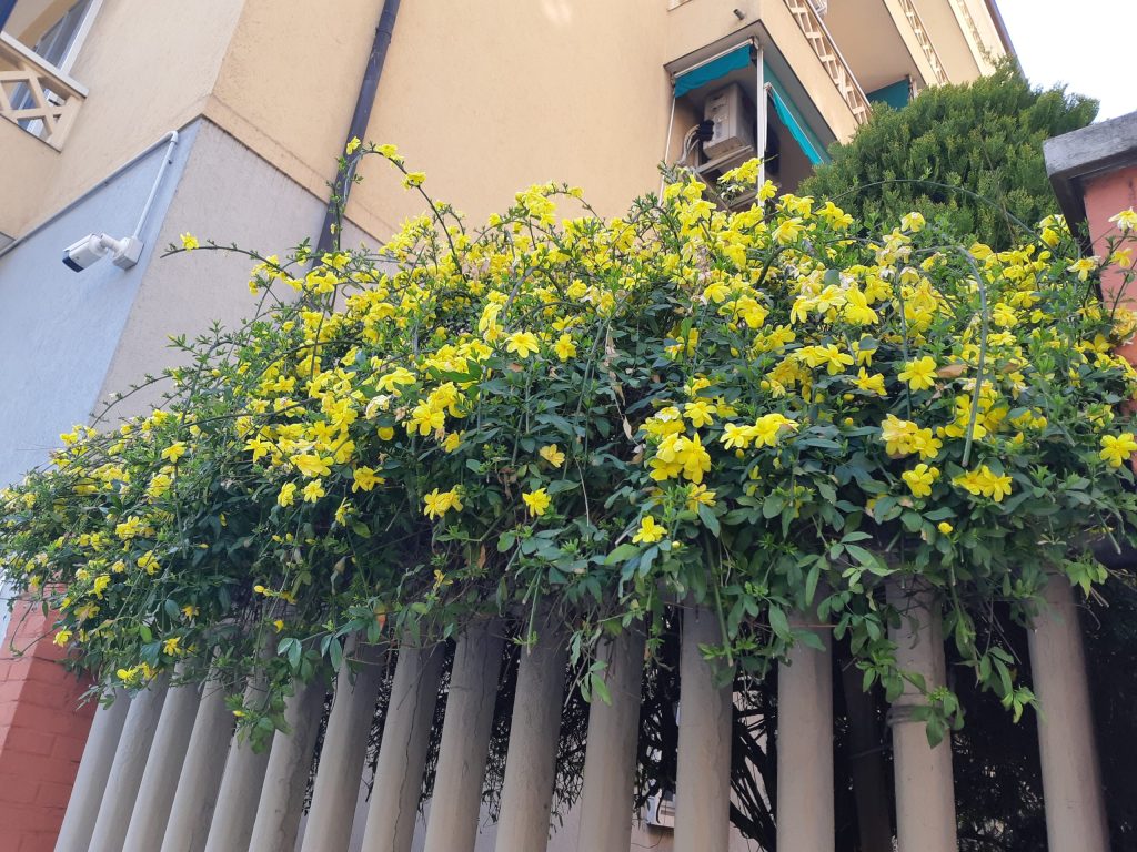 jasminum gelsomino giallo