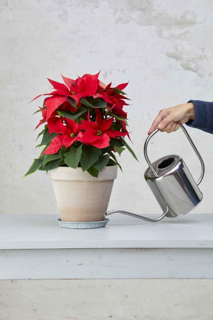 stella di Natale annaffiare