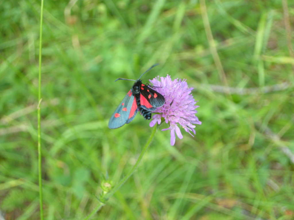 scabiosa farfalla zigenide