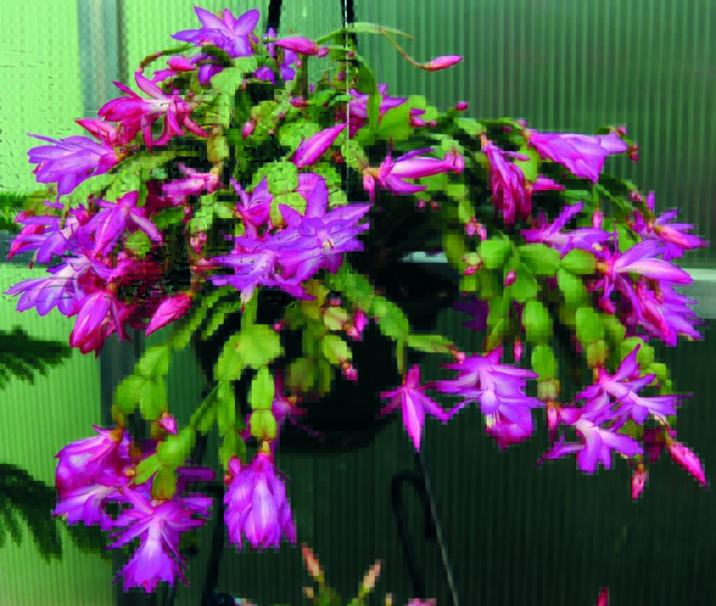 schlumbergera natalina