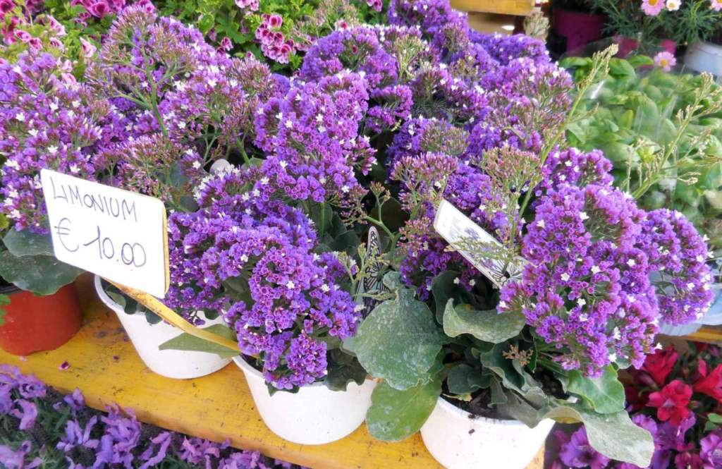limonium vaso
