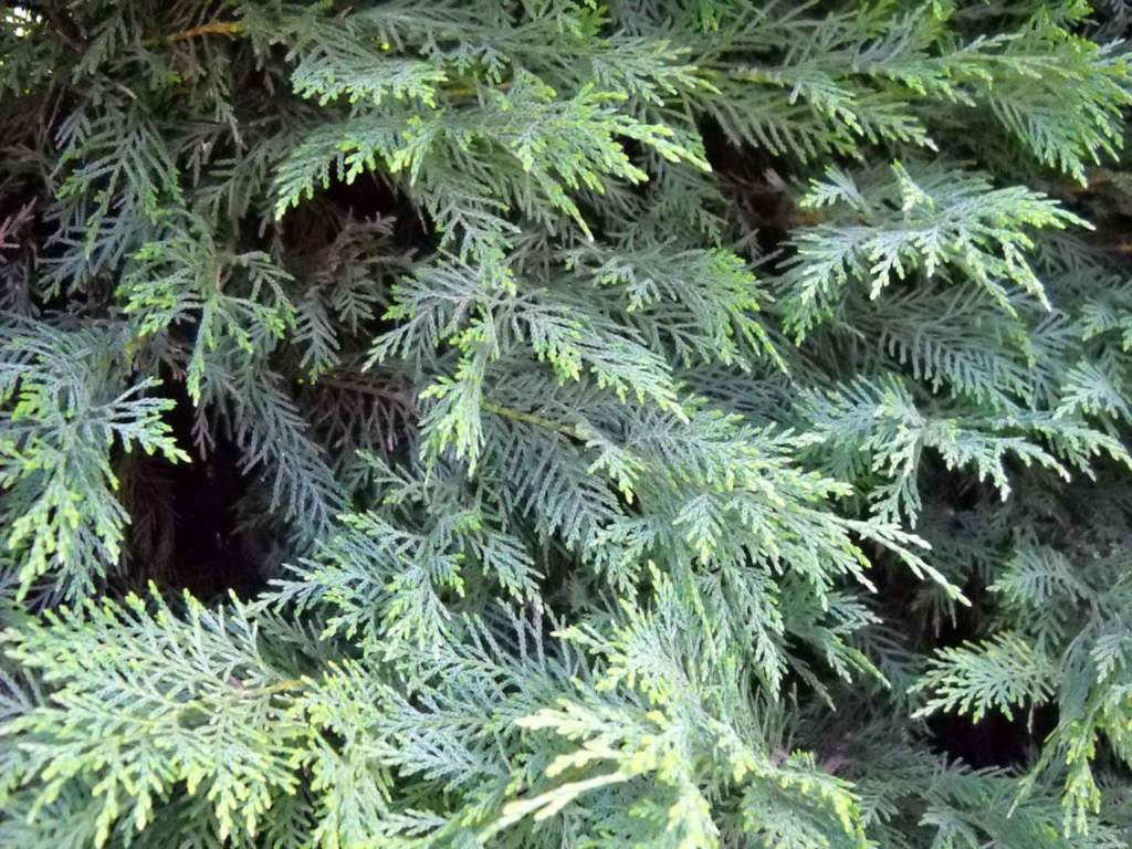leylandii