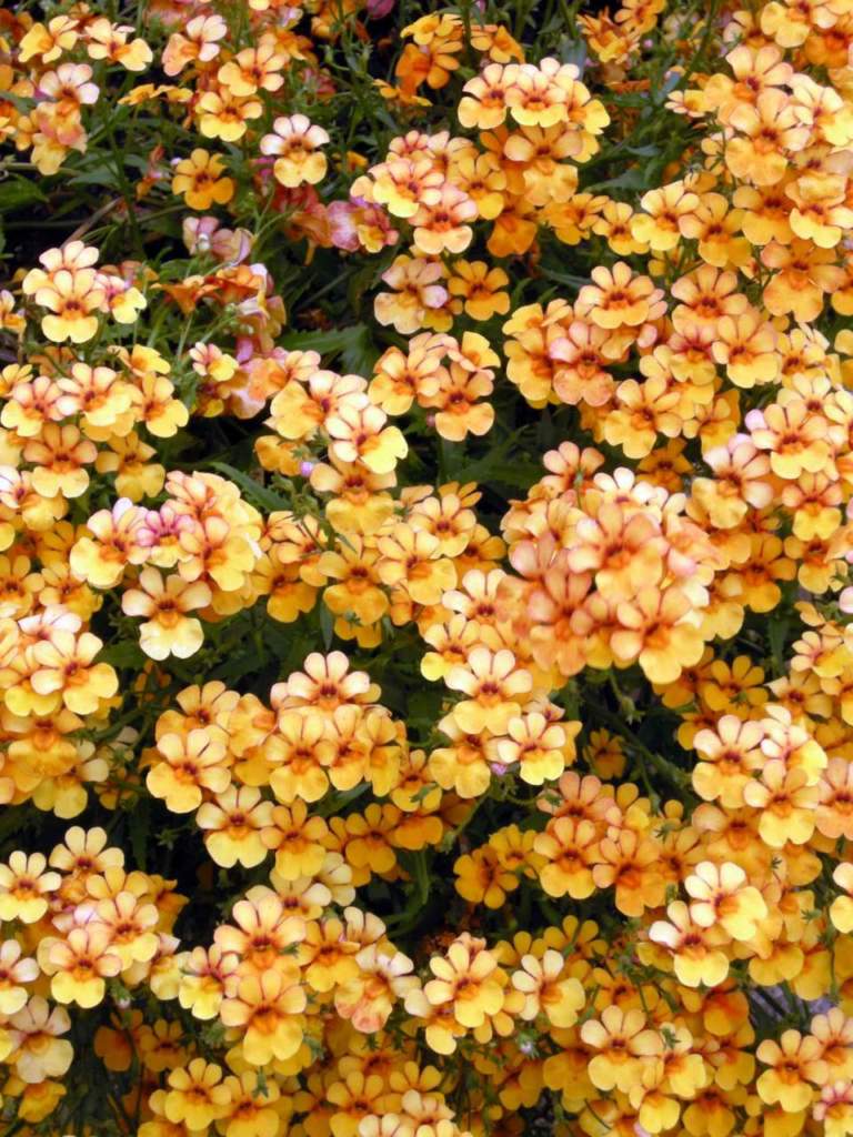 bacopa_sutera