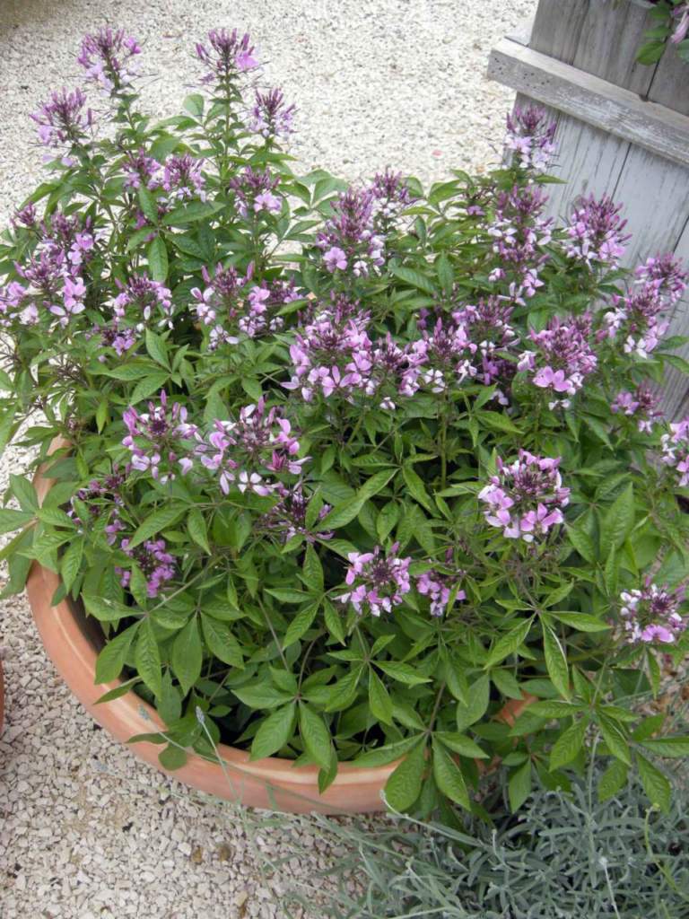 cleome