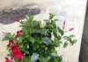 dipladenia