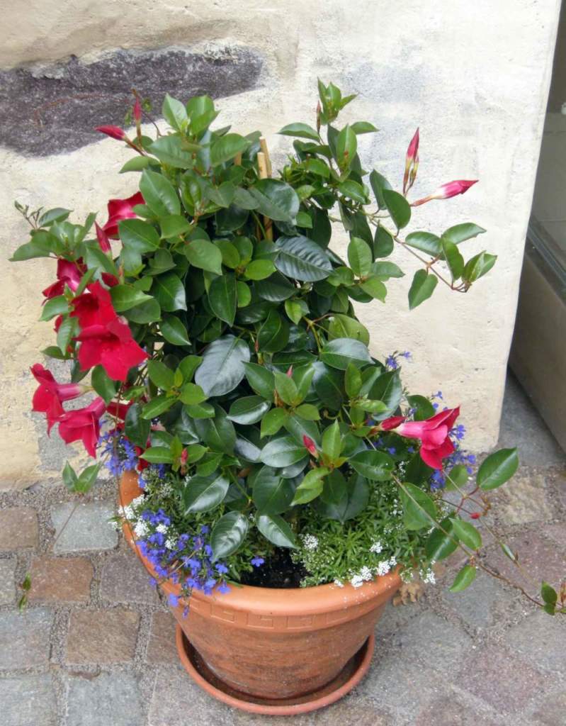 dipladenia