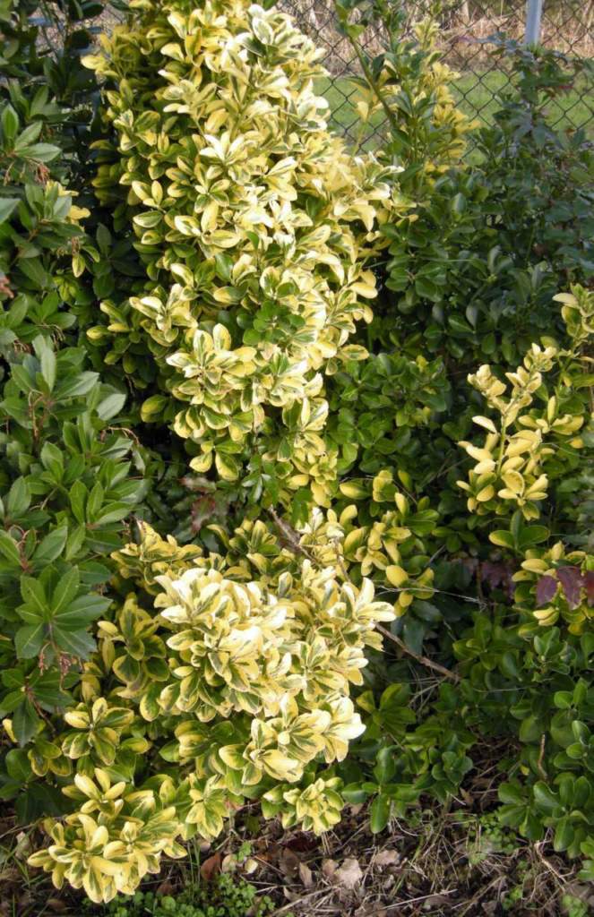 euonymus_japonicus