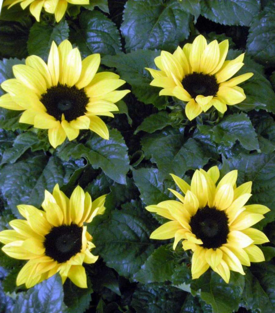 helianthus piante bembini