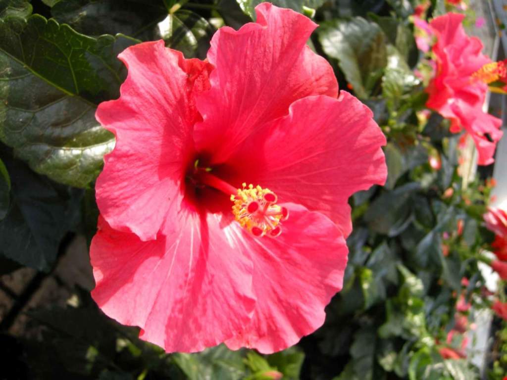 hibiscus_rosa_sinensis