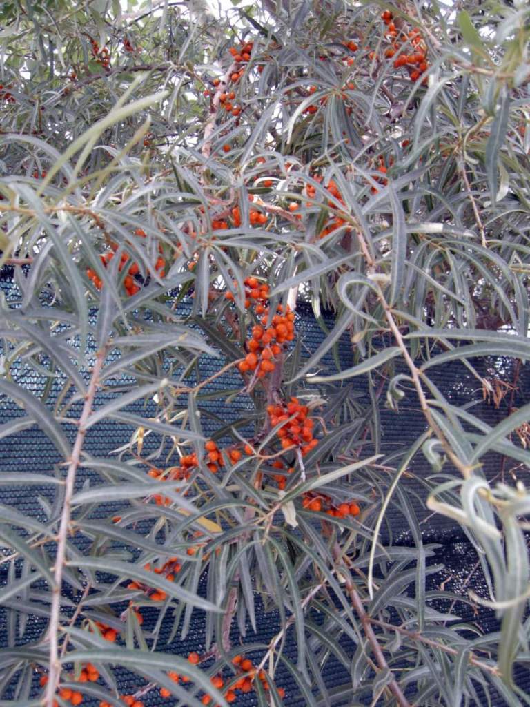 hippophae_rhamnoides olivello spinoso