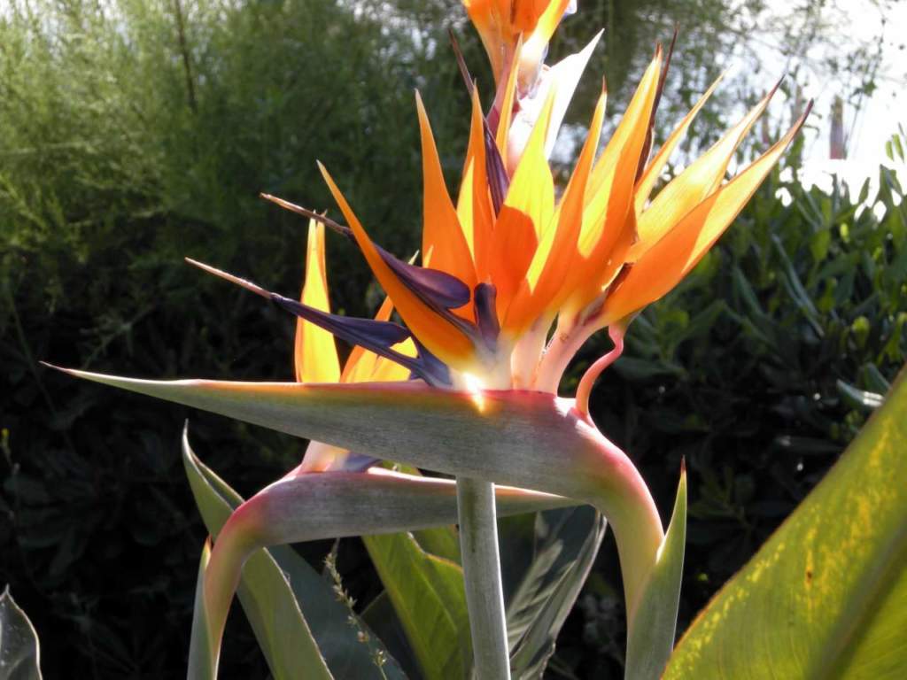 strelitzia reginae fiore