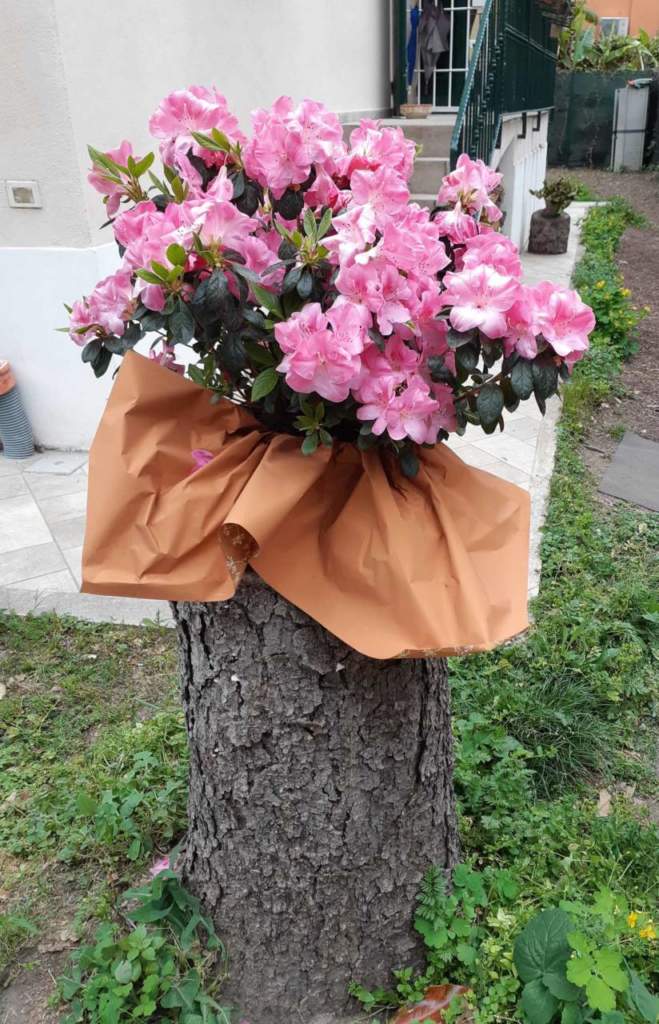 azalea
