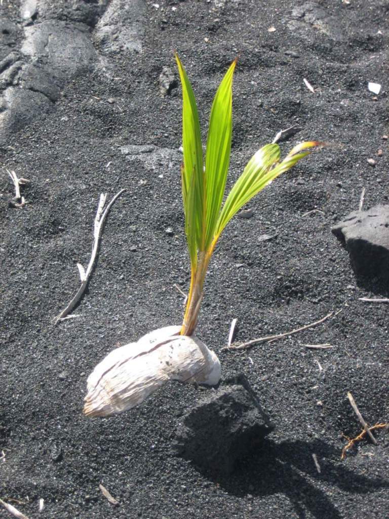 cocos nucifera