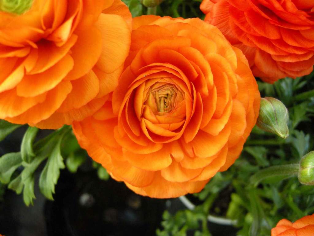 sanermo fiori liguria ranunculus