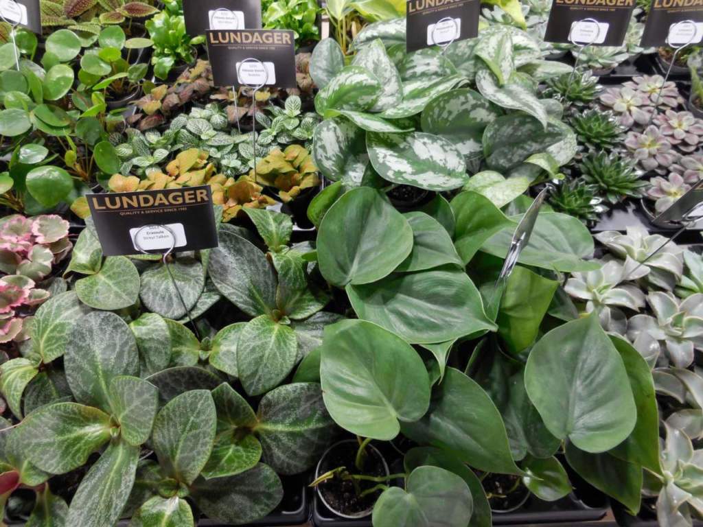 piante appartamento myplant trend 2023