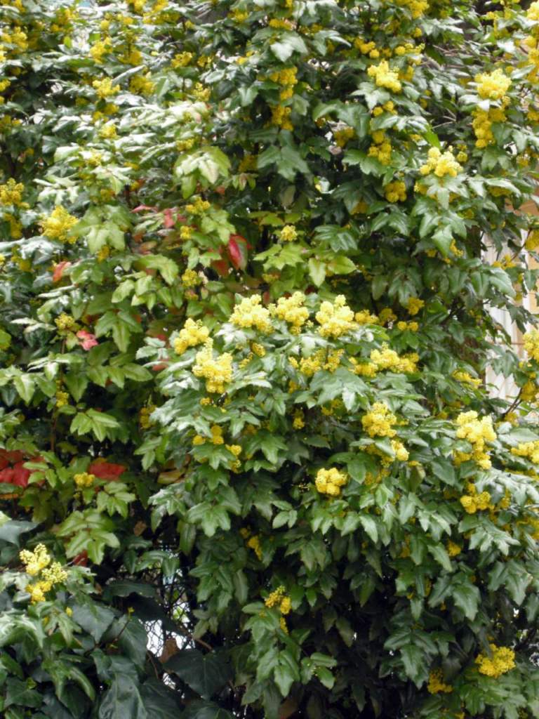mahonia