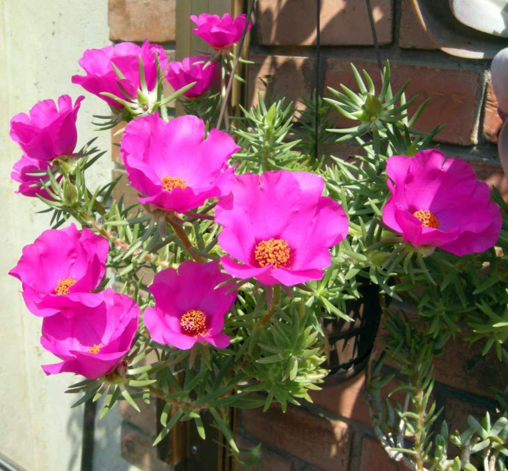 portulaca
