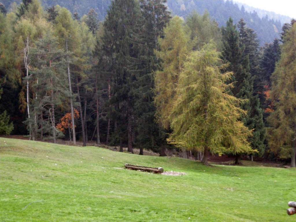 bosco autunno