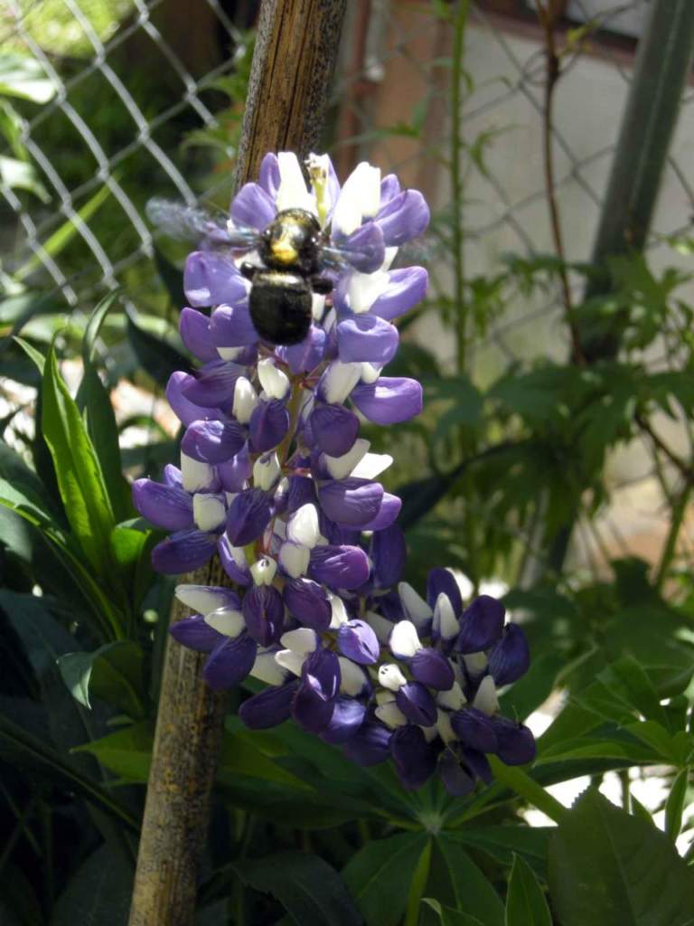 ape legnaiola xilocopa lupinus