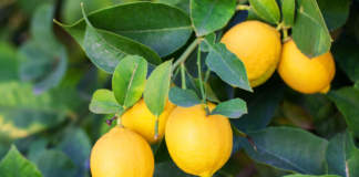 rinvaso limone
