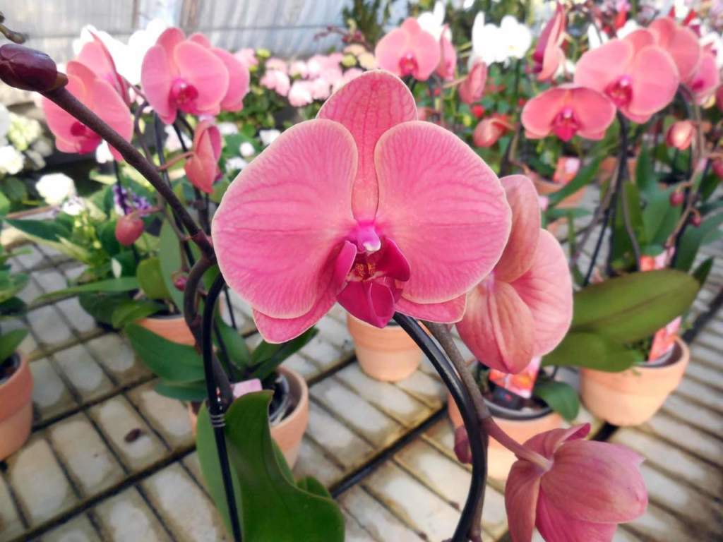 phalaenopsis orchidea