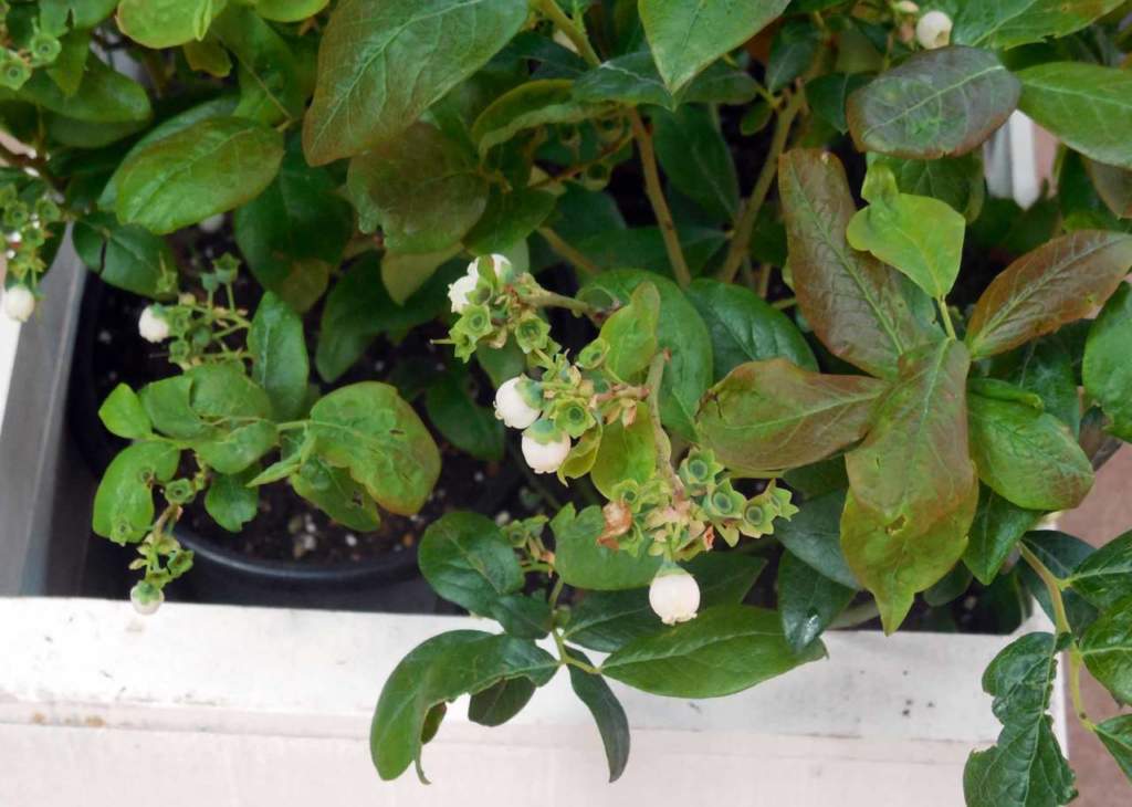 vaccinium_corymbosum mirtillo gigante americano