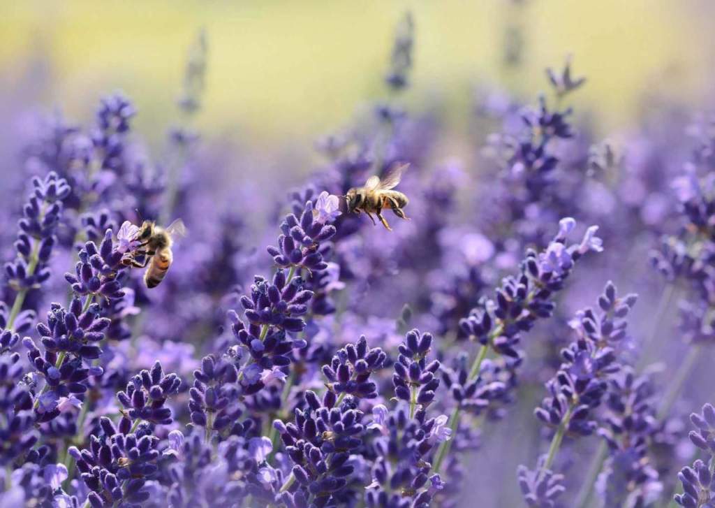 insetti ape lavanda