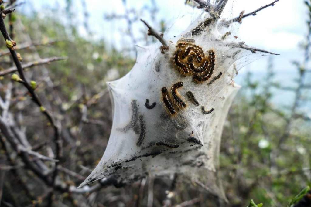 processionaria