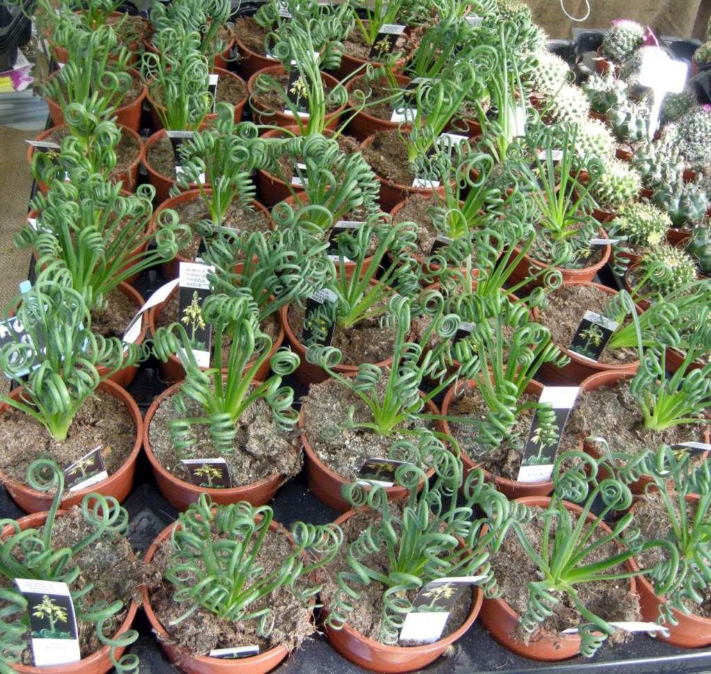 albuca spiralis
